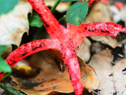 Automne au Bois de Serres 