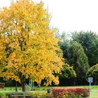 Automne à Tlučná 
