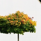 Automne à Tlučná 