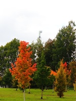 Automne à Tlučná 