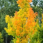 Automne à Tlučná 