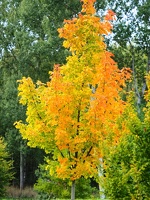Automne à Tlučná 