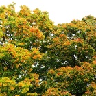 Automne à Tlučná 