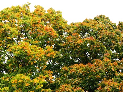 Automne à Tlučná 