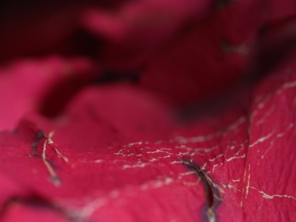Fleurs séchées 