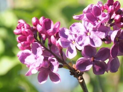 Premières fleurs du printemps 