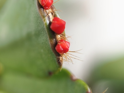 Cactus de Noel 