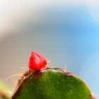 Cactus de Noel 