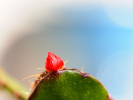 Cactus de Noel 