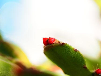 Cactus de Noel 