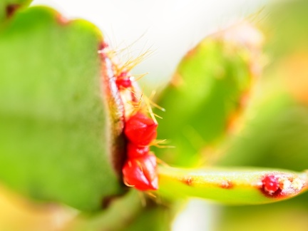 Cactus de Noel 